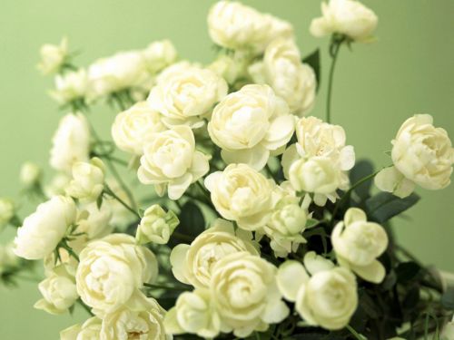 flowers_buds_white_green_tender_20992_1920x1440-1024x768